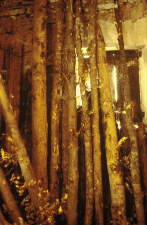 boxwood logs drying