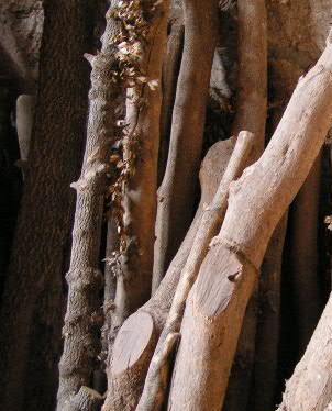 troncs de buis dans un atelier de fabrication de flûtes à bec