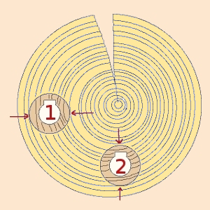 the risk of a recorder head cracking according to the direction of the growth rings