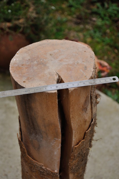 a boxwood log after seasoning